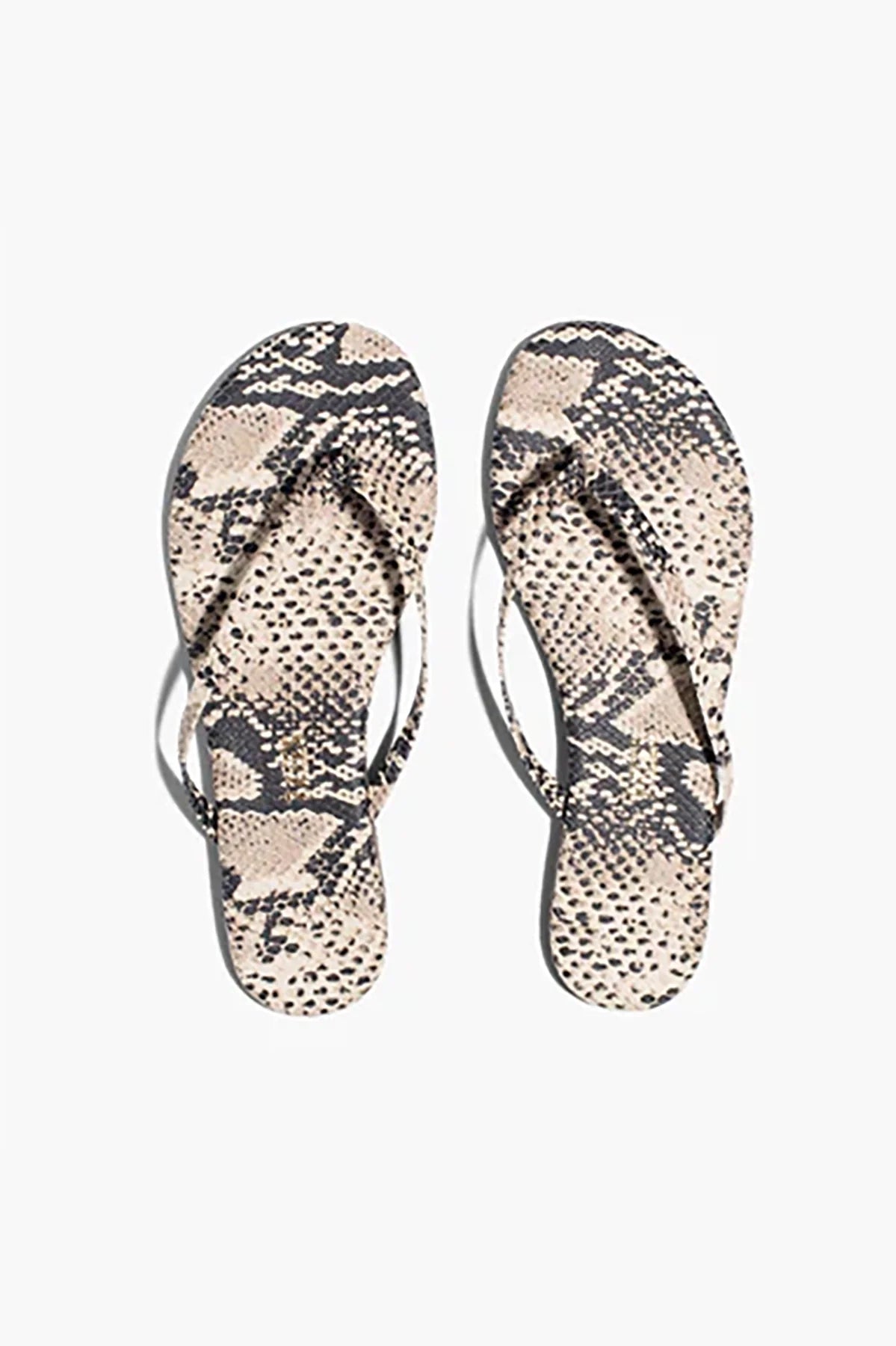 Tkees Studio Exotic - Sandsnake